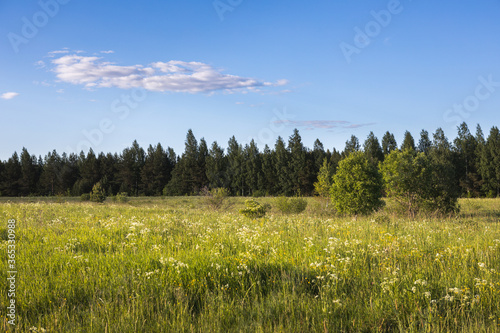 Sunlit field with tall grass.