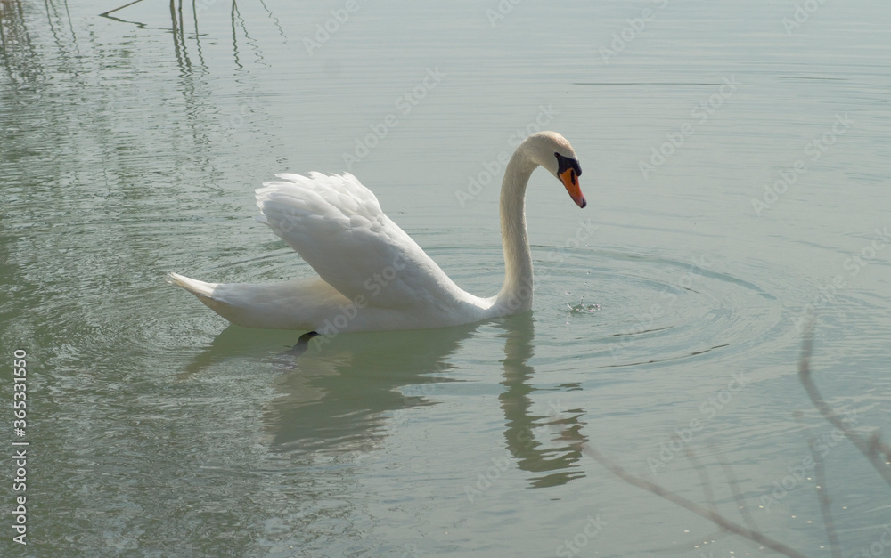 Obraz premium Schwan