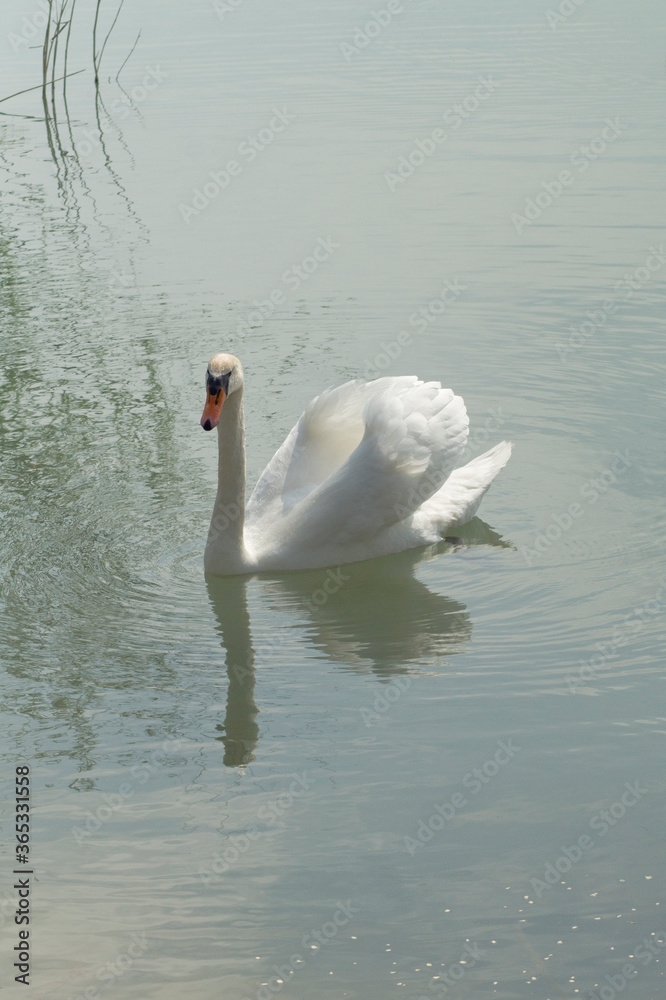 Fototapeta premium Schwan