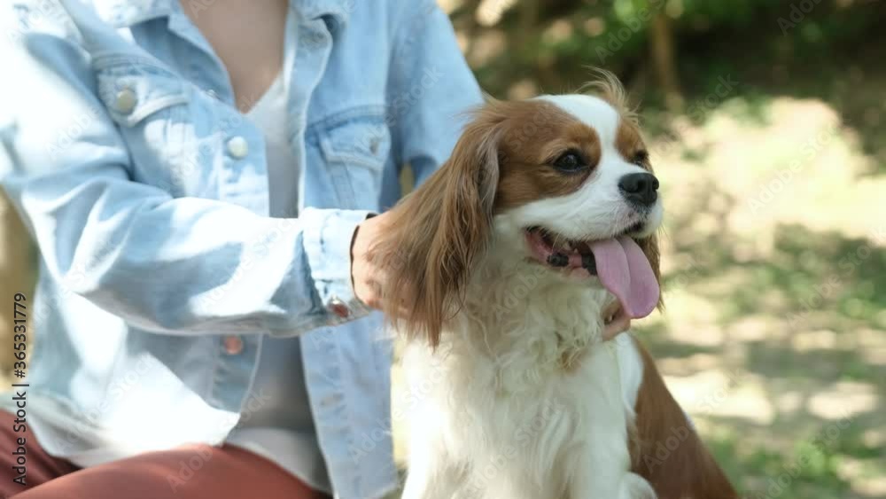 Close up of an adorable cavalier king charles dog sitting on chair ...