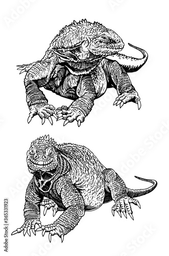 Graphical hand-drawn set of iguanas isolated on white background,vector illustration ,lizards