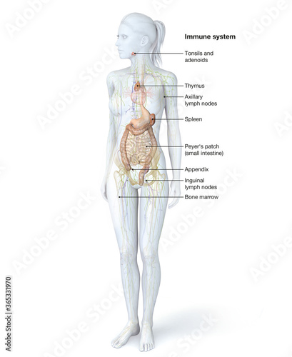 Human immune system, medical illustration photo