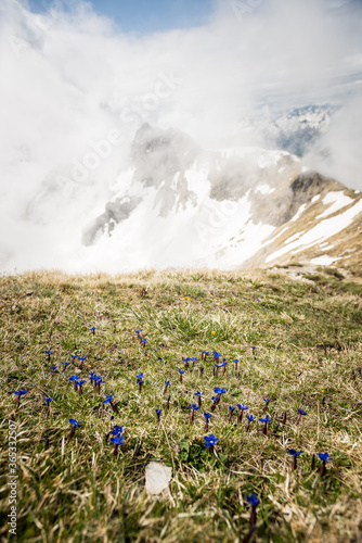 mountain landscape with flowers