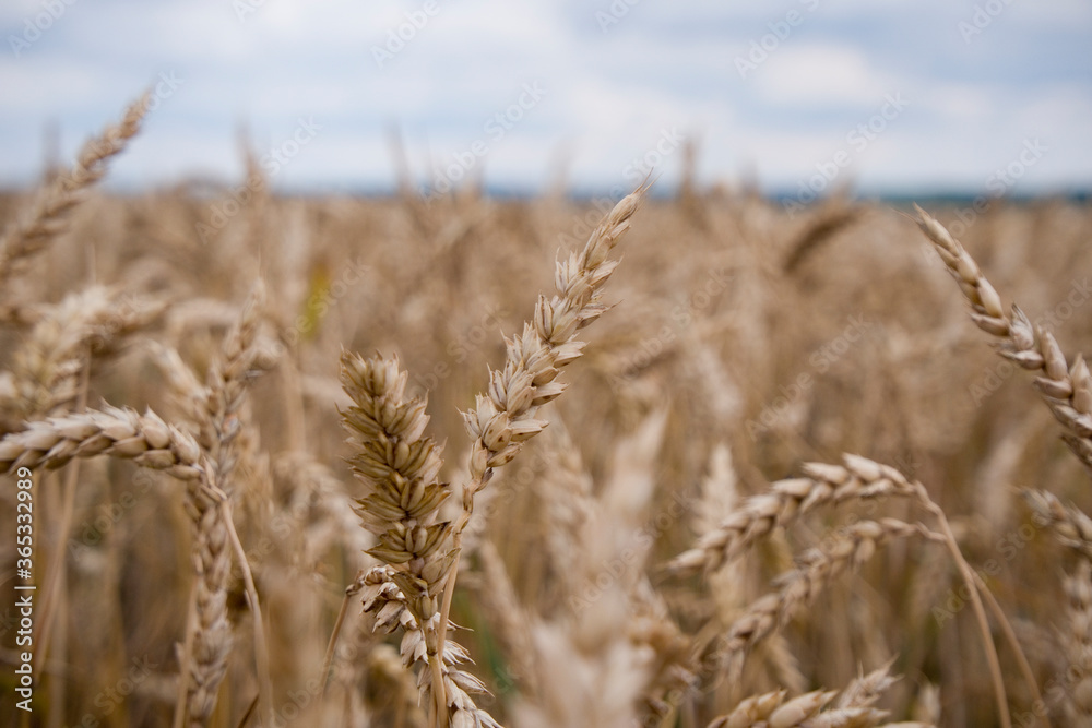 Fototapeta premium Getreidefeld