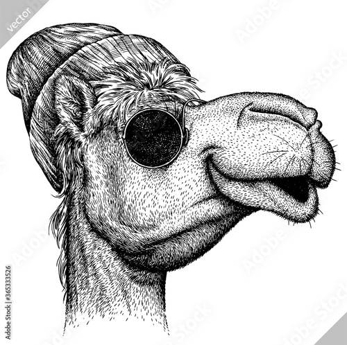 black and white engrave isolated camel vector illustration