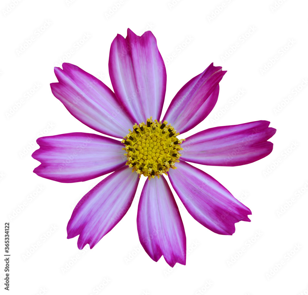 cosmos flower isolated on white background