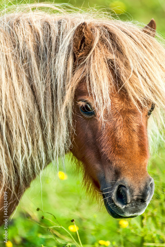 Porträt eines Shetlandponys, Shetland-Insel, Schottland, UK