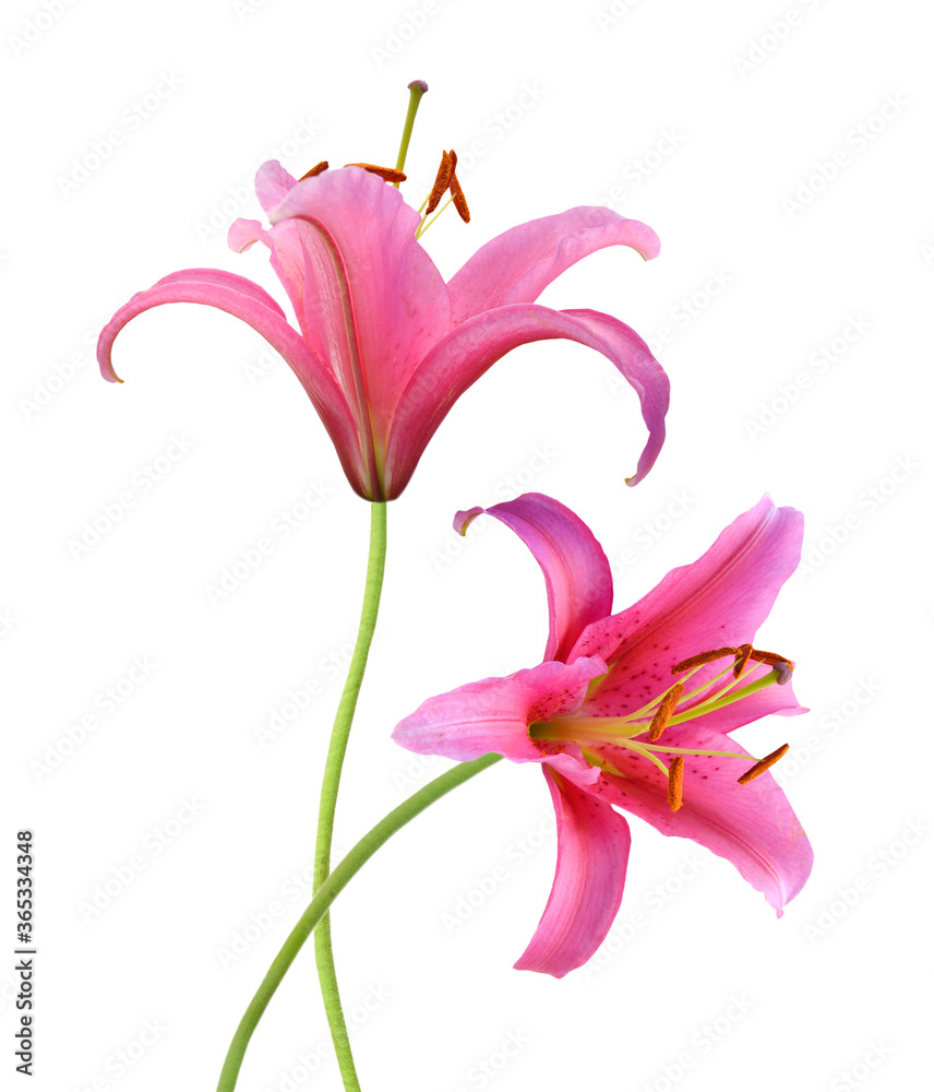 A lily flowers decorating
