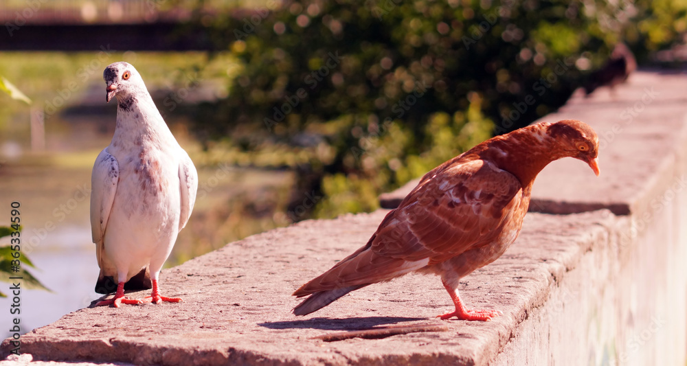 Two birds on river waterfront.