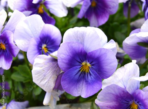 Pansy blue and yellow flowers during spring.