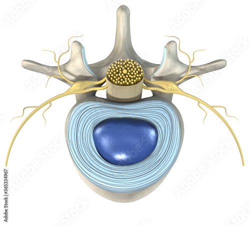 Lumbar vertebra with intervertebral disc, medically 3D illustration