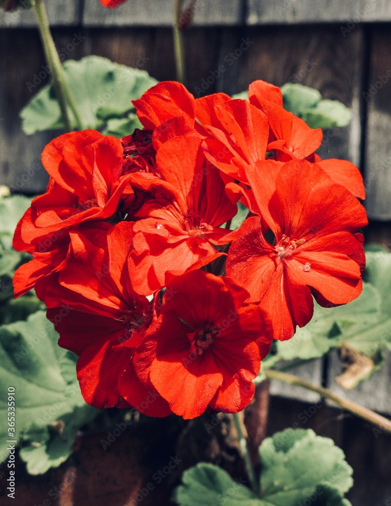 Bright Red Pretty Geranium Garden Flower Outdoors Natural Lighting Bright Red Pretty Geranium Garden Flower Outdoors Natural Lighting