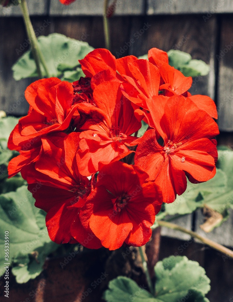 Bright Red Pretty Geranium Garden Flower Outdoors Natural Lighting