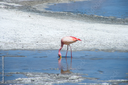 James Flamingo looking for some food in the waters of Surire Salt Flat in the north of Chile.