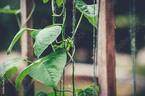 Closeup of pole beans climbing the strings of a trellis.