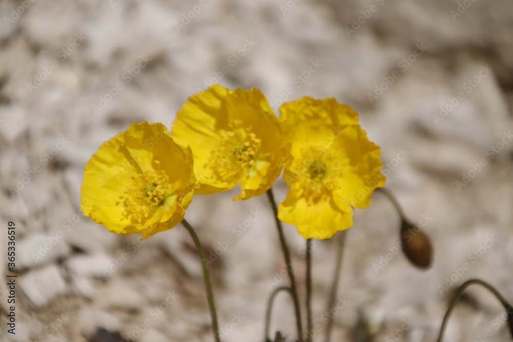 Obraz premium Gelber Bergmohn
