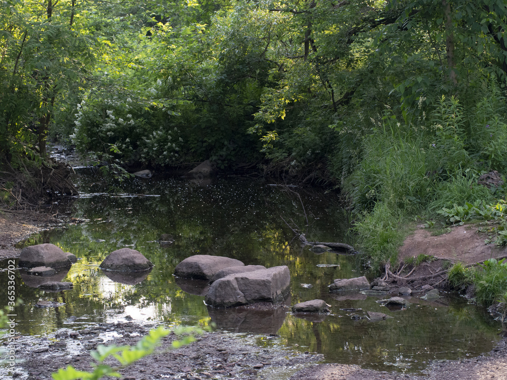 Natural small pond forming from a stream in the forest Natural small pond forming from a stream in the forest