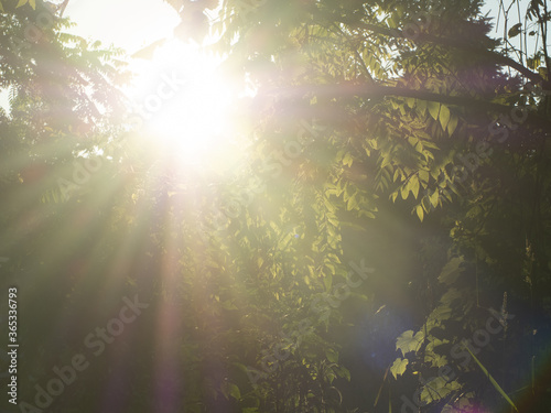 Vitamin D from the sun! Visible sun rays shining through tree foliage leaves in the forest during summer creating leaf silhouettes and beautiful natural lighting