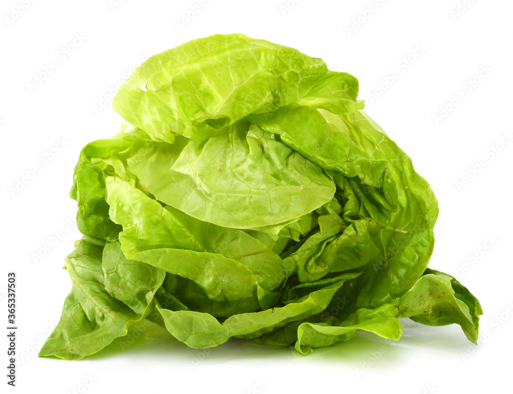 fresh lettuce fresh lettuce