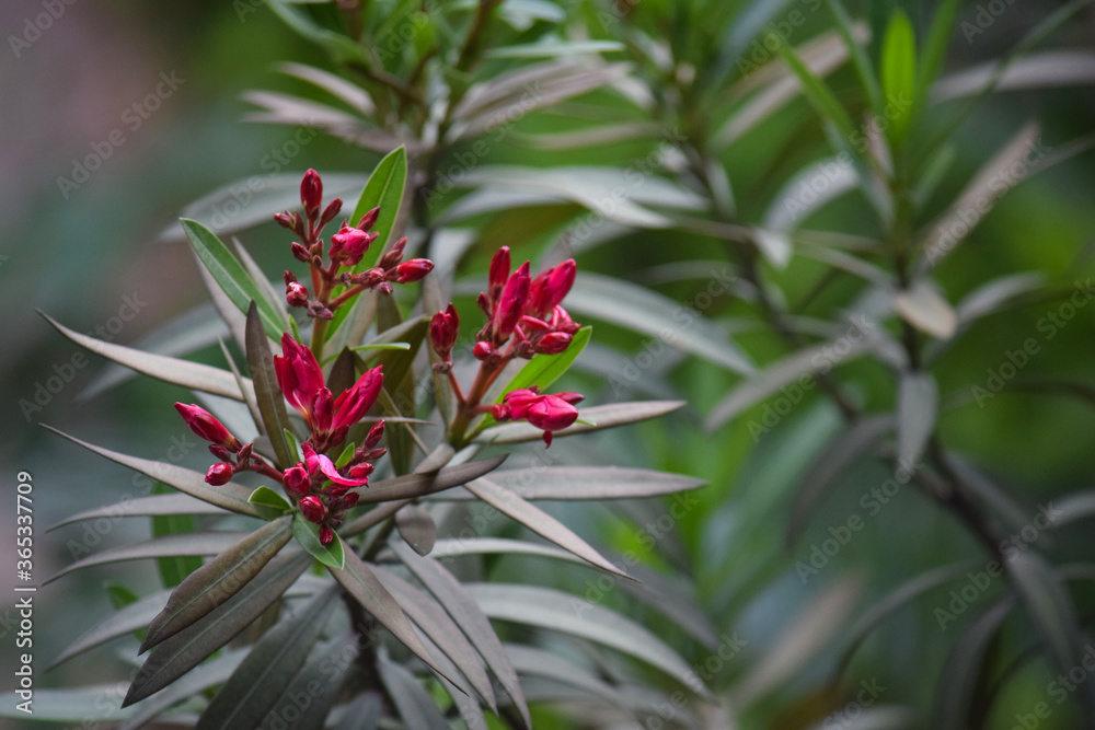 oleander or nerium oleander flower buds at outdoor oleander or nerium oleander flower buds at outdoor