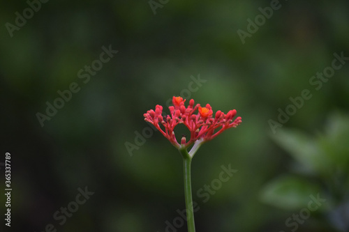 beautiful and different flower on green blurred background at outdoor