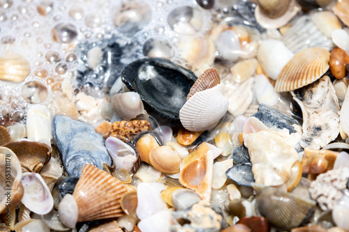 Atlantic Ocean Sea Shells