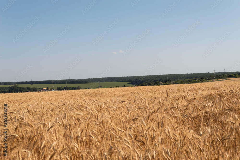 Landscape. Field of ripe golden wheat extending to the horizon. Blue sky and green strip of forests on the horizon.