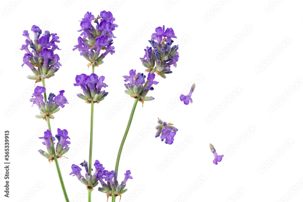 lavender flowers isolated on white background. top view lavender flowers isolated on white background. top view