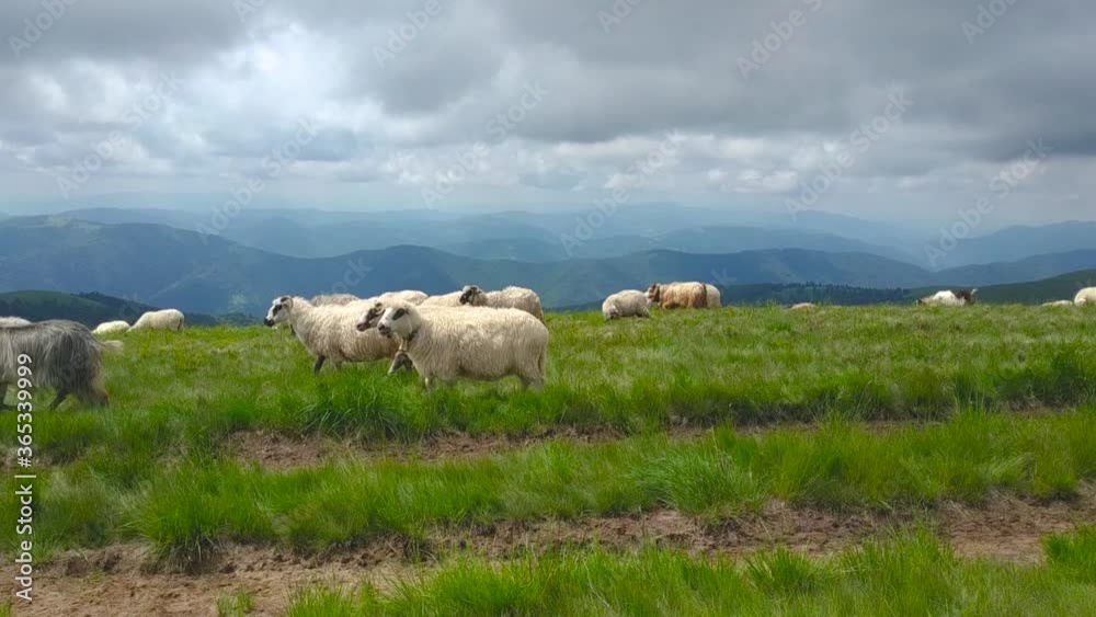Herd of sheep walking into Carpathians mountain. Ecological cheese, grass. Cloudy day in Ukraine. Herd of sheep walking into Carpathians mountain. Ecological cheese, grass. Cloudy day in Ukraine.
