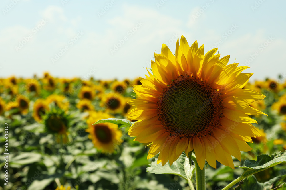 Field of beautiful sunflowers against sky. Summer nature Field of beautiful sunflowers against sky. Summer nature