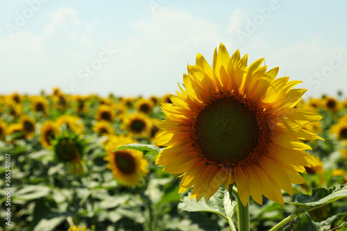 Field of beautiful sunflowers against sky. Summer nature