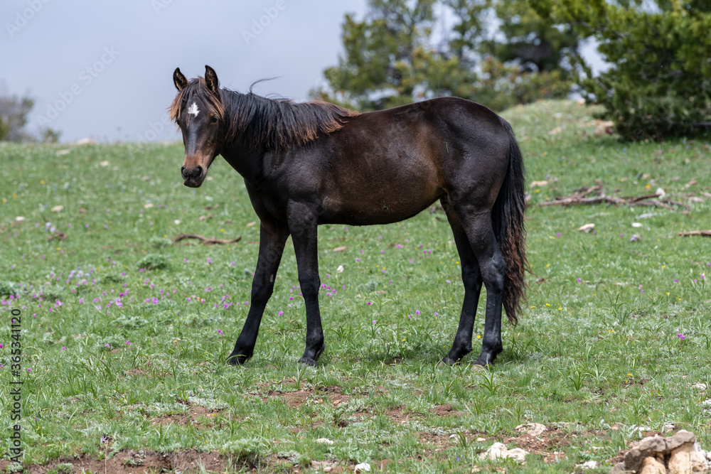 Wild Mustangs Pryor Mountains Wild Mustangs Pryor Mountains