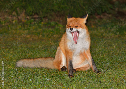 Yawning fox sits on the grass