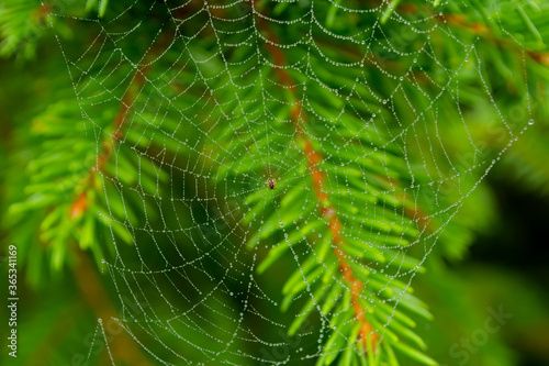 Spider web with drops on a fir branch