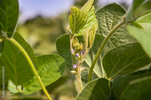 The stem of a flowering soy plant in a field reaches for the sun. Young flowering soybean plants on the field in the rays of the sun.