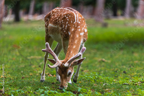 Deer in a forest eating grass