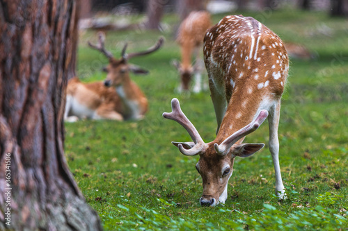 Deers in forest eating grass