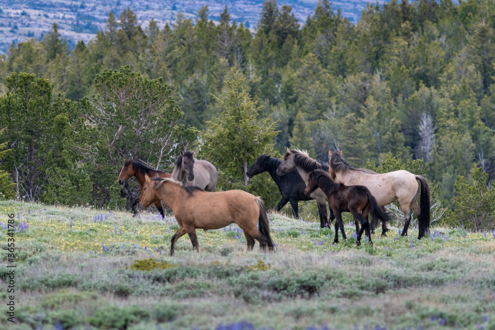 Fototapeta premium Wild Mustangs Pryor Mountains