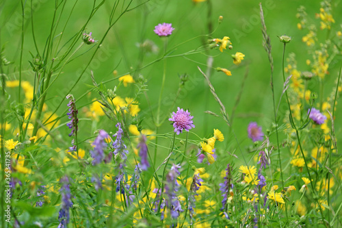 Fototapeta Naklejka Na Ścianę i Meble -  beautiful wildflowers close-up