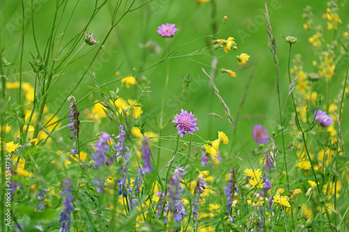 beautiful wildflowers close-up