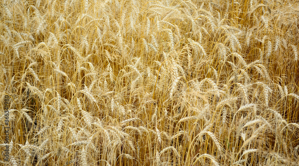 Golden Wheat Field Ripens in August Golden Wheat Field Ripens in August