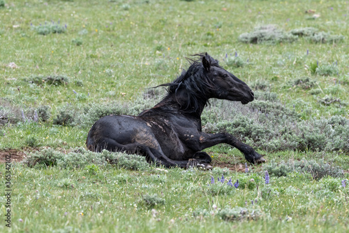 Wild Mustang rolling over © Penny Hegyi