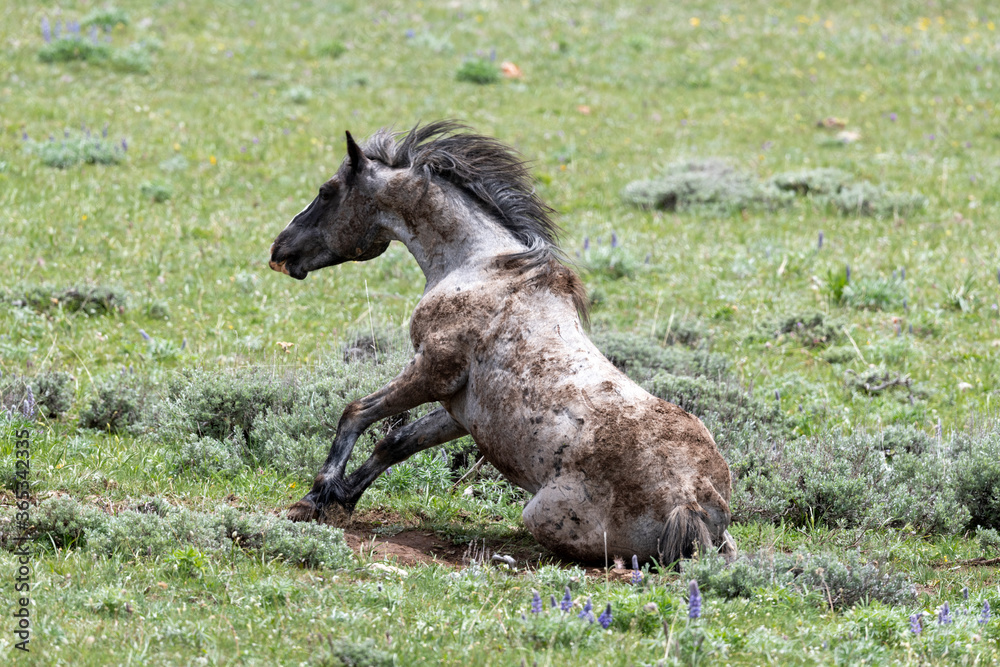 Wild Mustang rolling over Wild Mustang rolling over