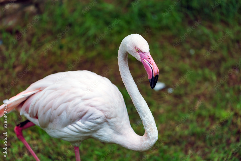 Fototapeta premium pink flamingo walking in the water of pond 
