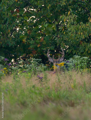 large summer buck on the farm