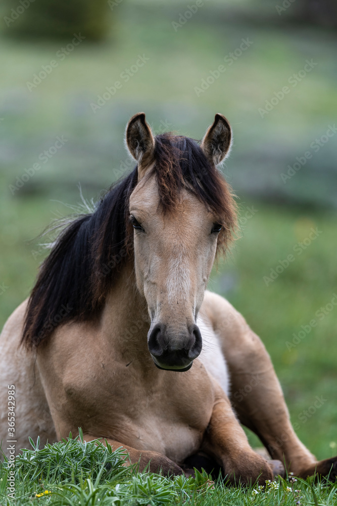 Fototapeta premium Wild Mustangs Pryor Mountains