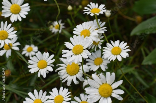 Beautiful daises in a garden  closeup