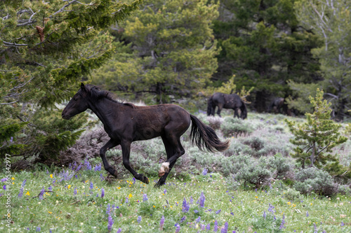 Wild Mustangs Pryor Mountains © Penny Hegyi