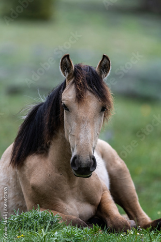 Wild Mustangs Pryor Mountains © Penny Hegyi