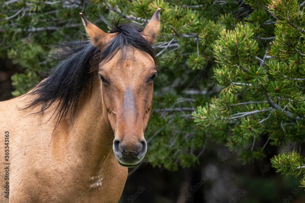 Fototapeta premium Wild Mustangs Pryor Mountains